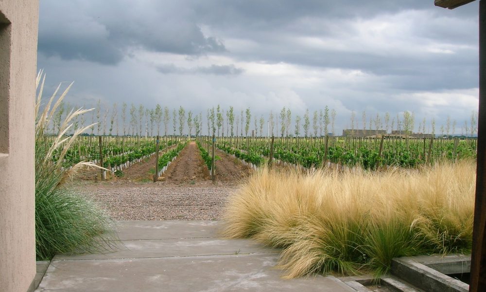 Canteros stipas Bodega Caelum